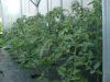 Pomidorai 12 kv/m plėvele (200 mkr.) dengtame šiltnamyje, paklota agrotekstilė