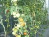 Pomidorai plėvele dengtame šiltnamyje, paklota agrotekstilė